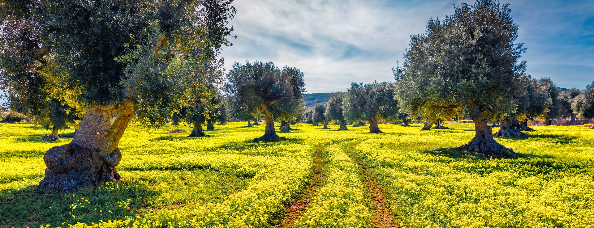 Olive Farming Investment: Is Olive Farming Profitable in 2026?